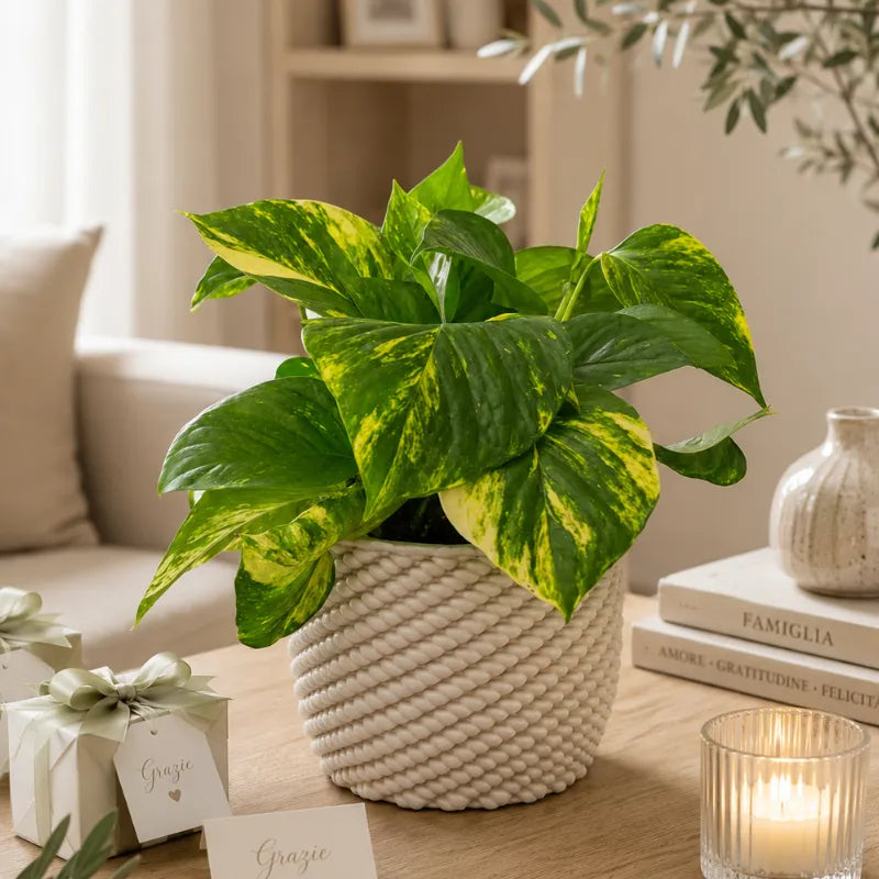 Pothos Scindapsus Aurea in vaso di ceramica Carina utilizzato come bomboniera green elegante per matrimoni, eventi e occasioni speciali.
