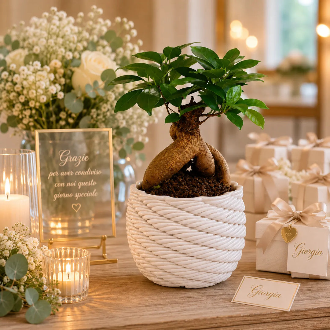 Bonsai Ficus Ginseng in vaso artigianale Carina bianco esposto come bomboniera matrimonio su tavolo decorato con fiori, candele e confezioni regalo eleganti.