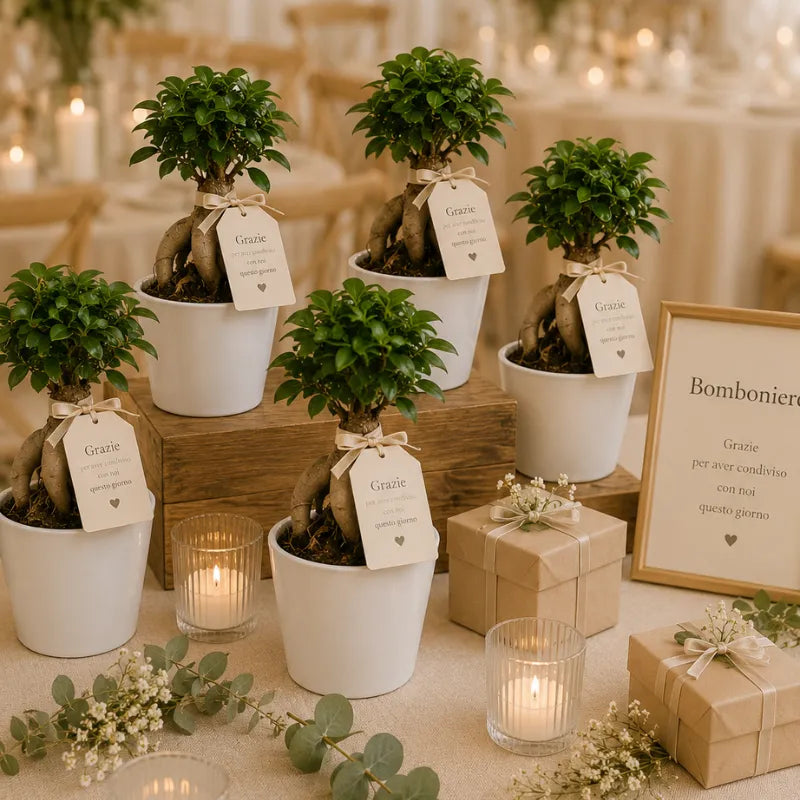 Bomboniere matrimonio con bonsai Ficus Ginseng in vaso bianco Dallas, decorate con tag ringraziamento e allestimento elegante con candele e confezioni regalo.