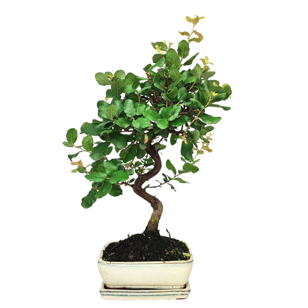 Bonsai 7 anni Quercus suber - Collezione Premium