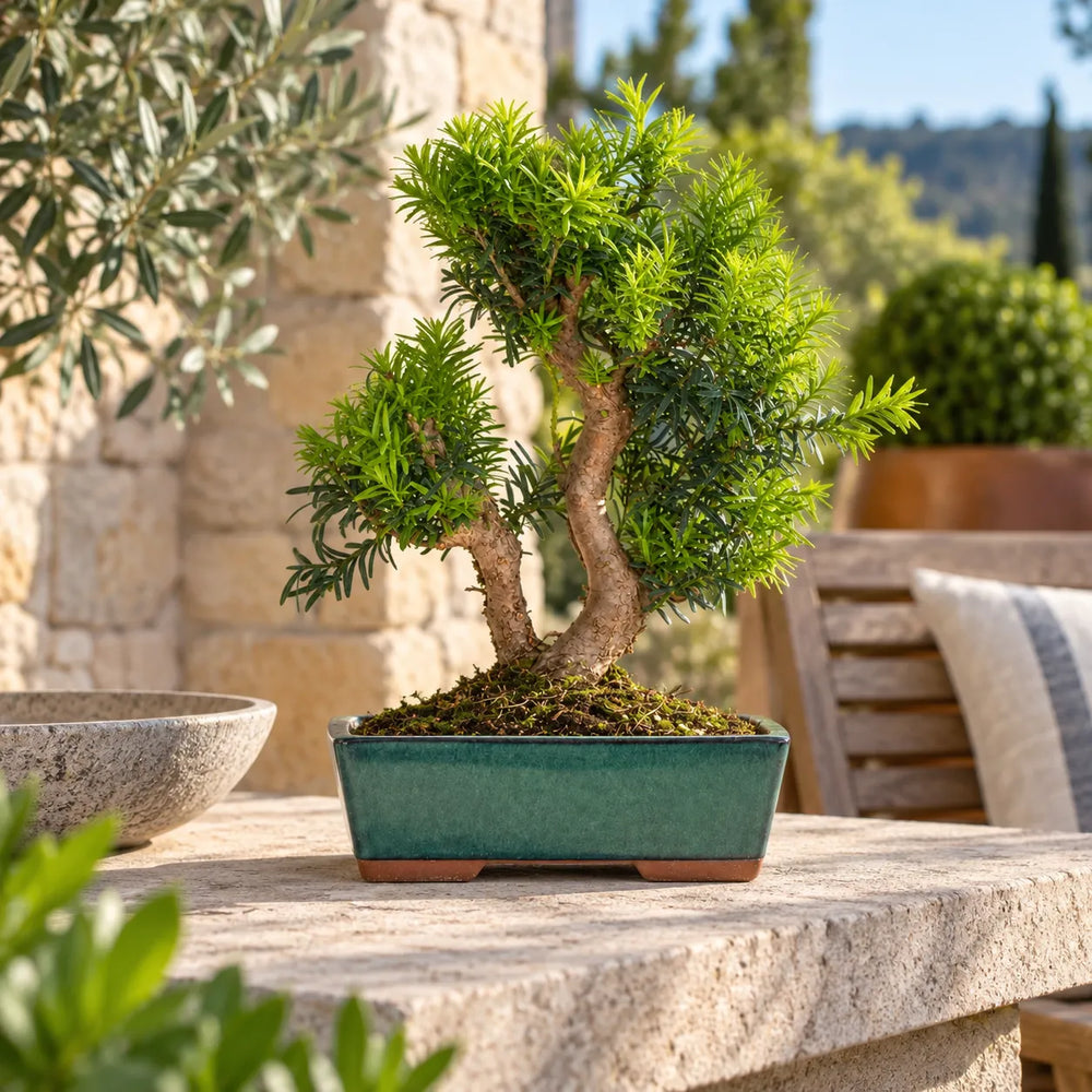 Bonsai Taxus Media di 12 anni in vaso rettangolare verde, fotografato all'aperto su un piano in pietra in terrazza