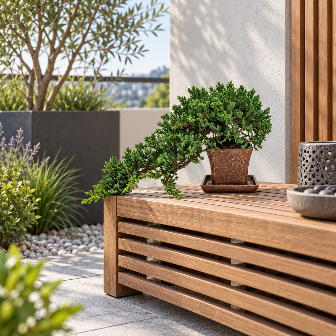 Bonsai Juniperus Procumbens di 14 anni in vaso marrone, con chioma verde ricadente, inserito in una terrazza moderna e luminosa