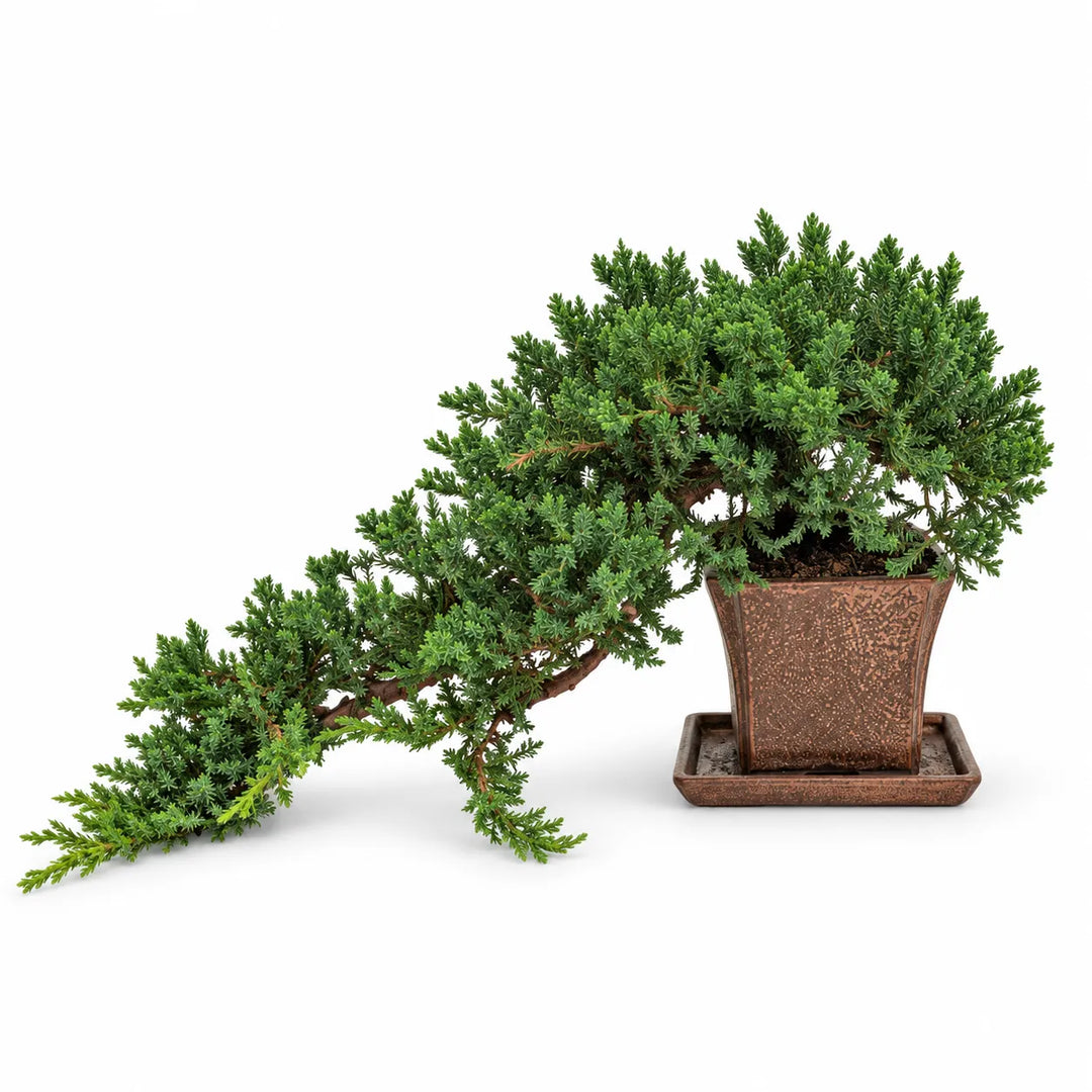 Bonsai Juniperus Procumbens di 14 anni con chioma verde prostrata e vaso bonsai marrone, fotografato su sfondo bianco
