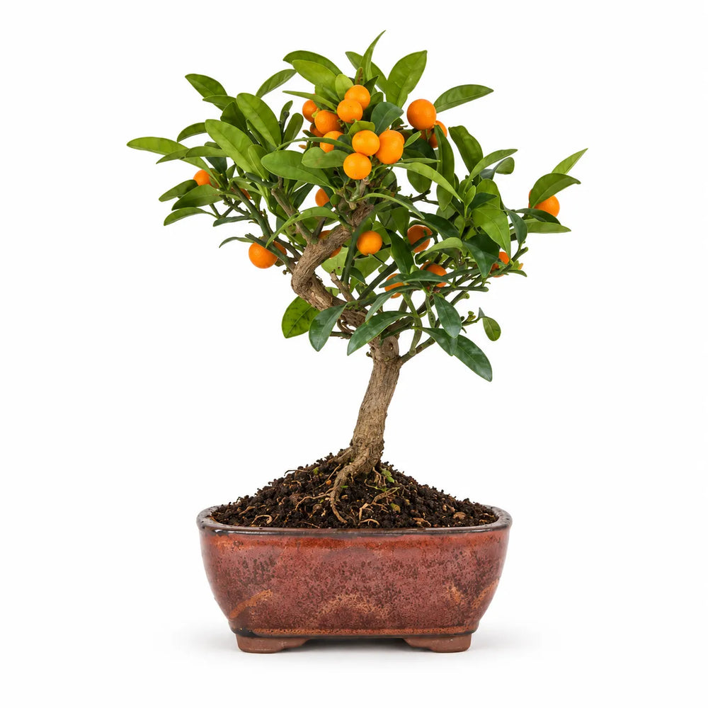 Bonsai Citrus Kinzu di 7 anni con tronco sinuoso, fogliame verde e numerosi piccoli frutti arancioni, fotografato su sfondo bianco