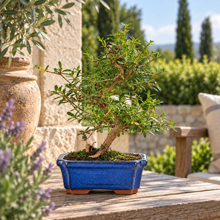 Bonsai Coprosma di 7 anni con chioma verde e tronco lavorato, in vaso blu su tavolo in ambiente esterno mediterraneo