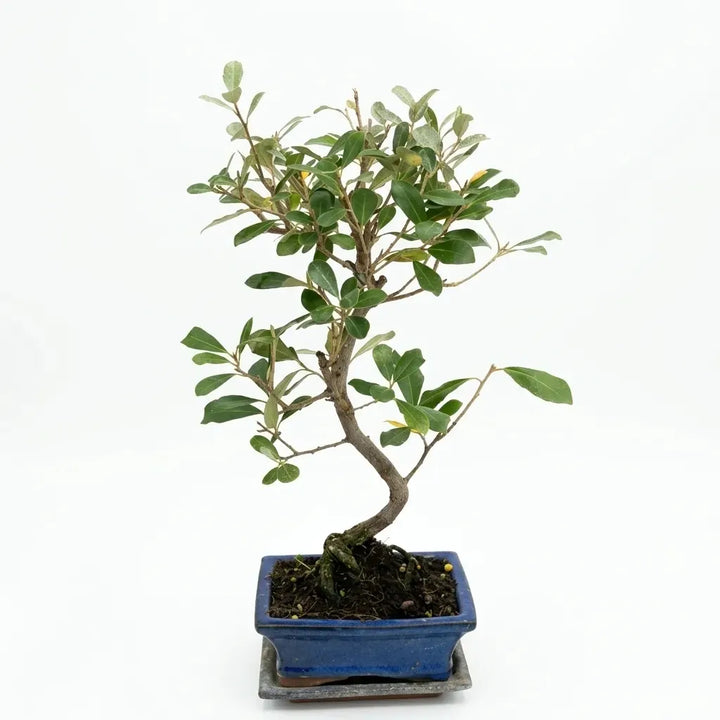 Bonsai Elaeagnus pungens di 7 anni con tronco sinuoso e fogliame verde, presentato in vaso bonsai blu su sfondo bianco