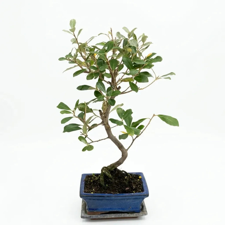 Bonsai Elaeagnus pungens di 7 anni con tronco sinuoso e fogliame verde, presentato in vaso bonsai blu su sfondo bianco
