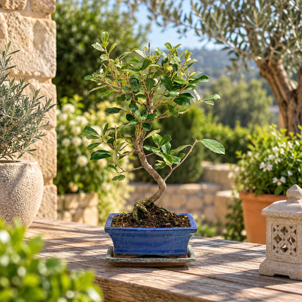 Bonsai Elaeagnus pungens di 7 anni in vaso bonsai blu, con tronco sinuoso e foglie verdi, ambientato in giardino mediterraneo