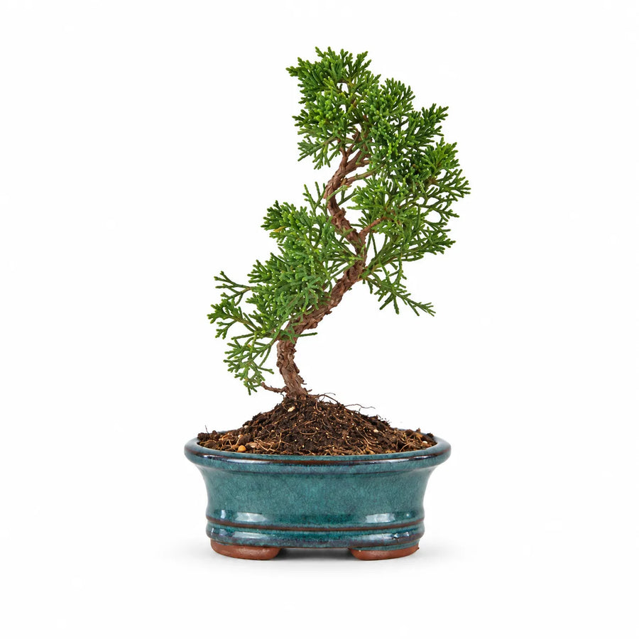 Bonsai 7 anni Juniperus Chinensis Kyushu con tronco sinuoso e chioma sempreverde, in vaso bonsai verde su sfondo bianco