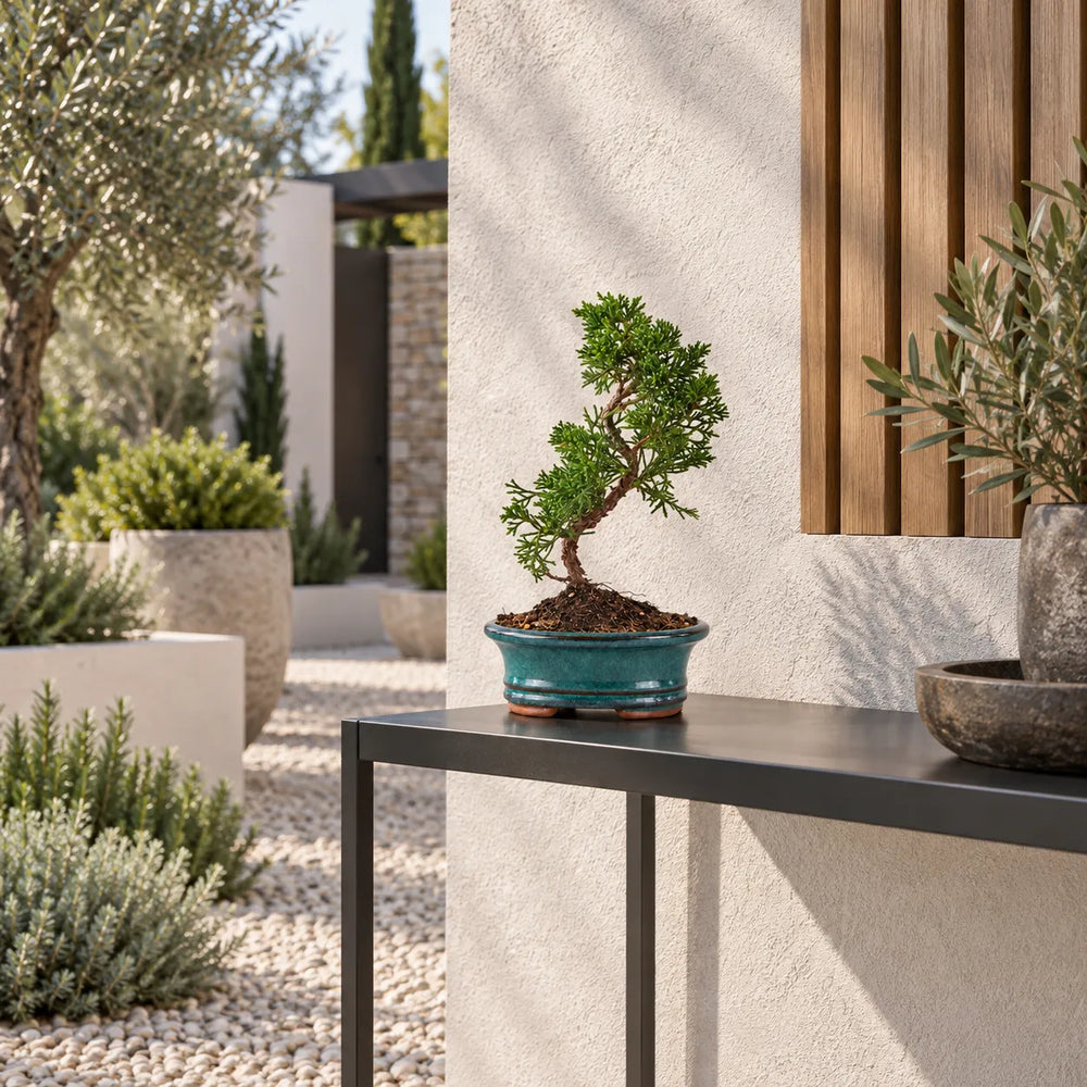 Bonsai 7 anni Juniperus Chinensis Kyushu in vaso bonsai verde, ambientato su consolle in un elegante giardino mediterraneo