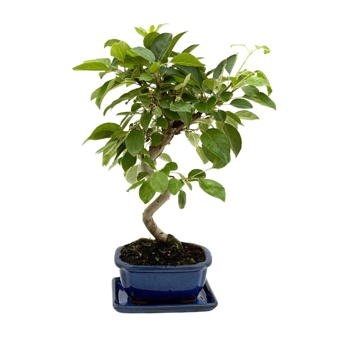 Bonsai Melo 8 Anni - dettaglio del tronco a S e del fogliame