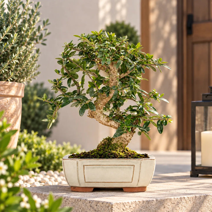 Bonsai Olea Europaea Sylvestris di 9 anni con chioma verde e tronco sinuoso, ambientato in un elegante giardino mediterraneo