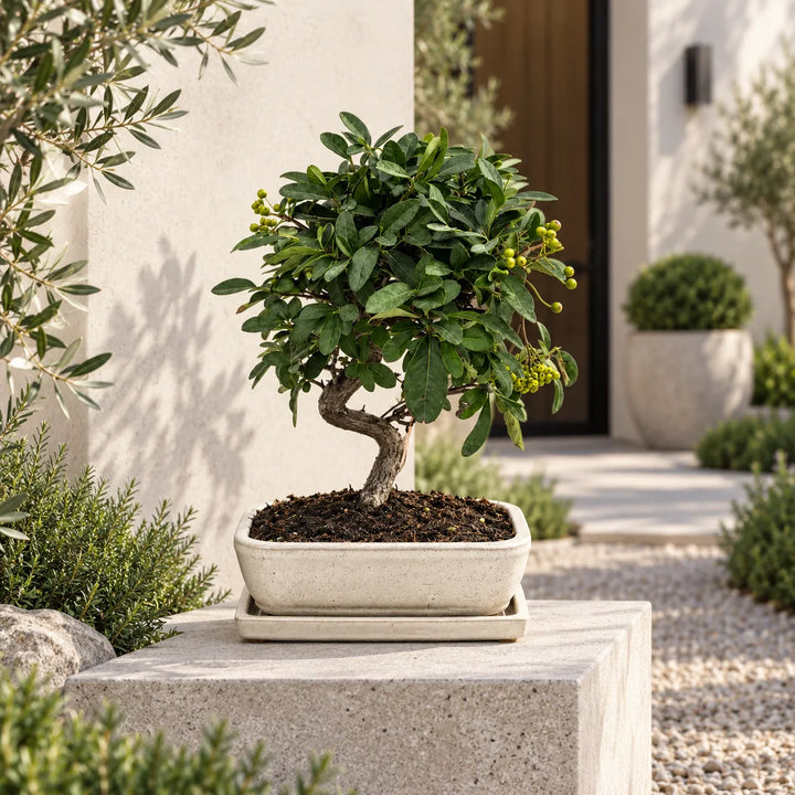 Bonsai Pyracantha Coccinea di 9 anni con foglie verdi e bacche, ambientato in un elegante giardino moderno