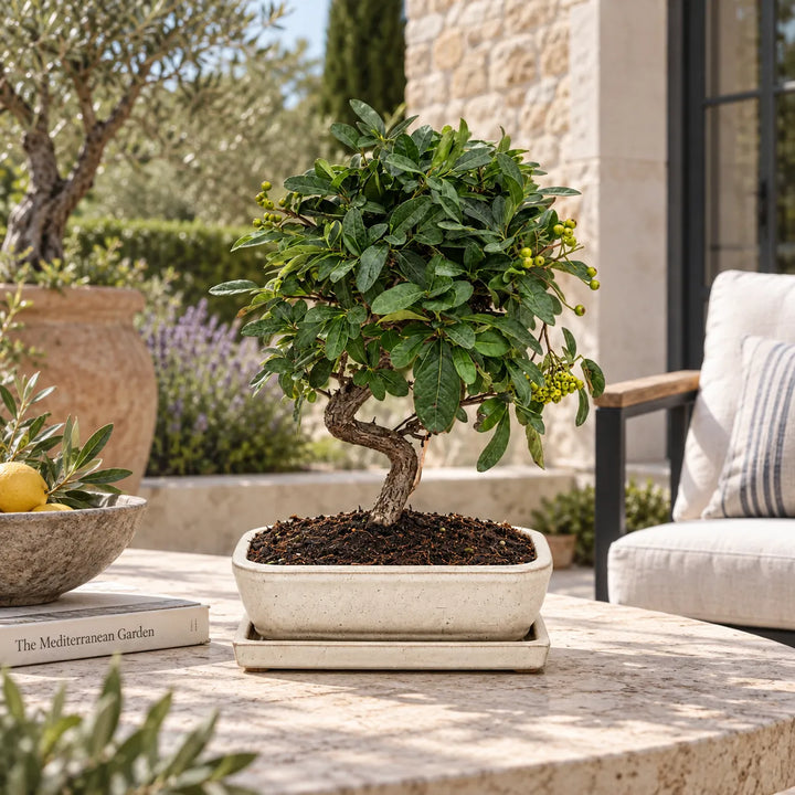 Bonsai Pyracantha Coccinea di 9 anni con chioma compatta e bacche, in vaso bonsai chiaro su tavolo in terrazza