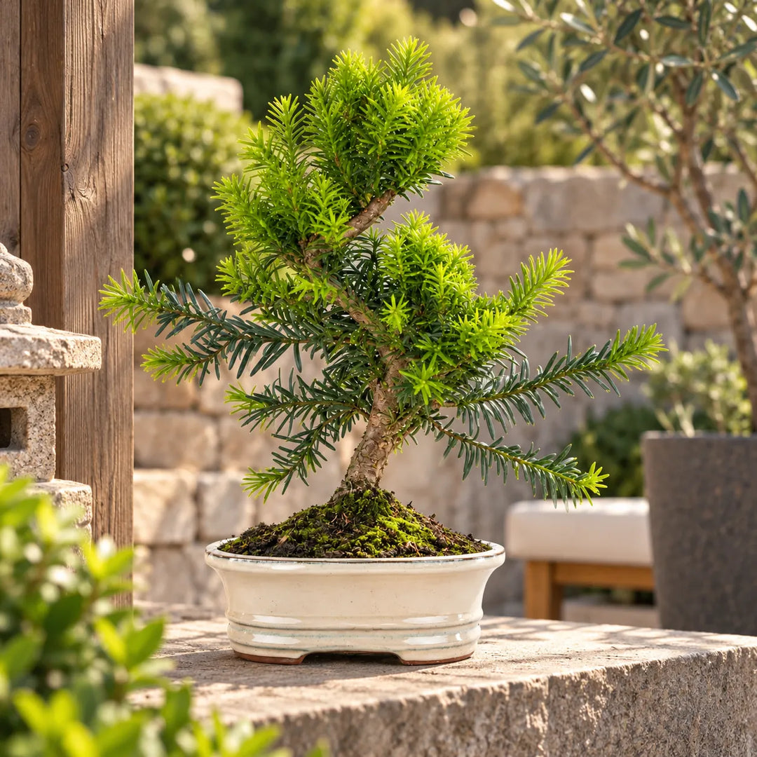 Bonsai Taxus Media di 9 anni con nuova vegetazione verde brillante, in vaso bianco su terrazza esterna