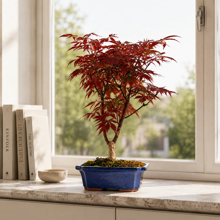 Bonsai Acer Palmatum Atropurpureum con foglie rosso intenso in vaso blu posizionato su davanzale luminoso in ambiente moderno.