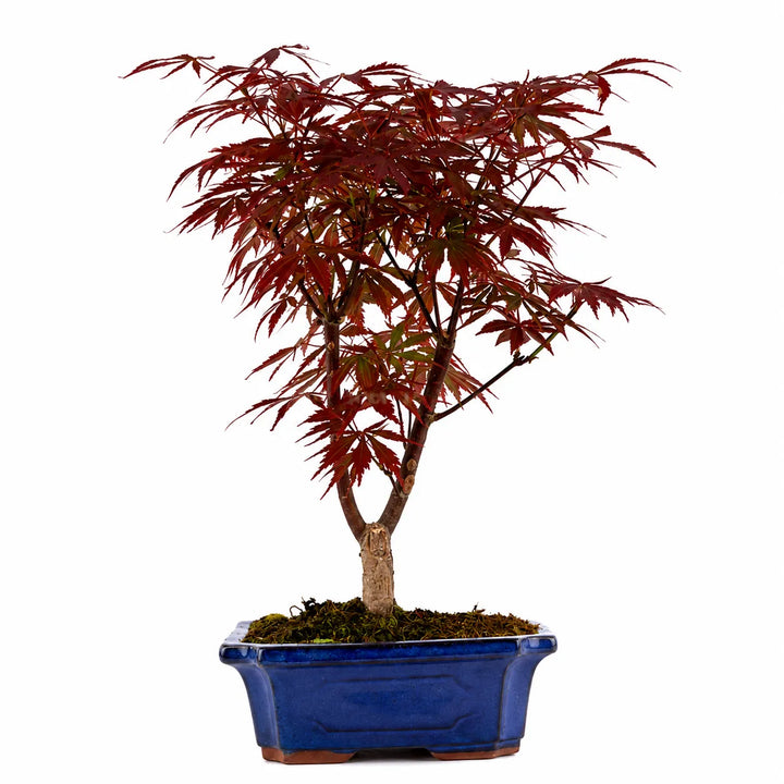 Bonsai Acer Palmatum Atropurpureum con elegante chioma rossa e vaso bonsai blu su sfondo chiaro neutro.