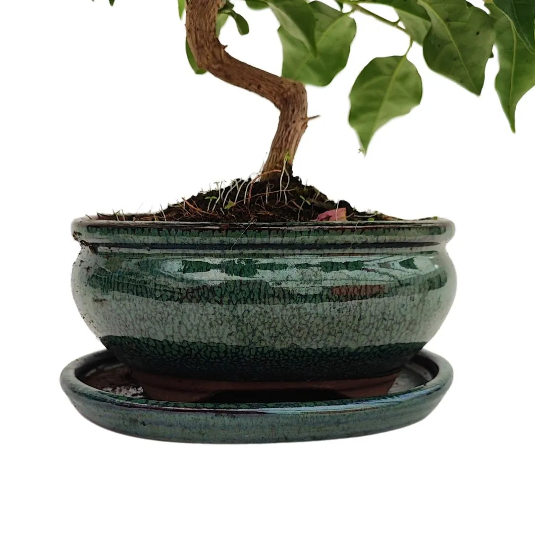 Vaso smaltato verde con bonsai Bouganvillea Glabra di 9 anni, tronco curvo e terreno visibile