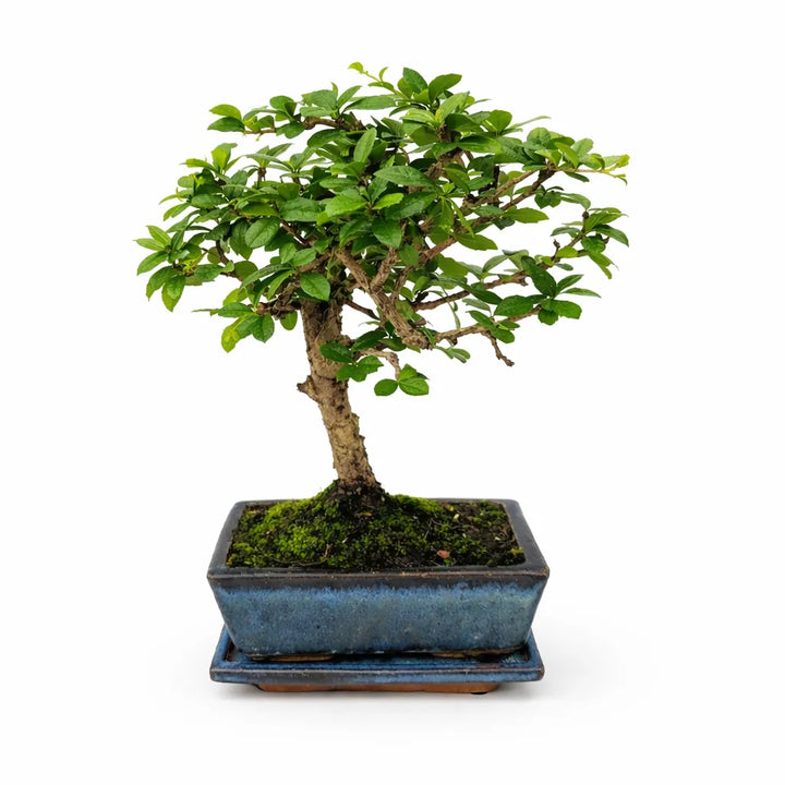 Bonsai Carmona Microphylla 5 anni - esemplare premium con tronco elegante e chioma compatta in vaso blu