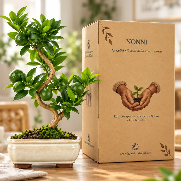 Dettaglio del Bonsai Chinotto Citrus Myrtifolia di 7 anni con frutti verdi e scatola regalo Festa dei Nonni
