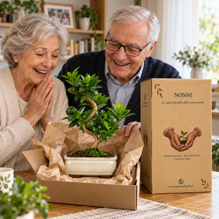Nonni che scoprono un Bonsai Chinotto di 7 anni nella confezione regalo speciale per la Festa dei Nonni