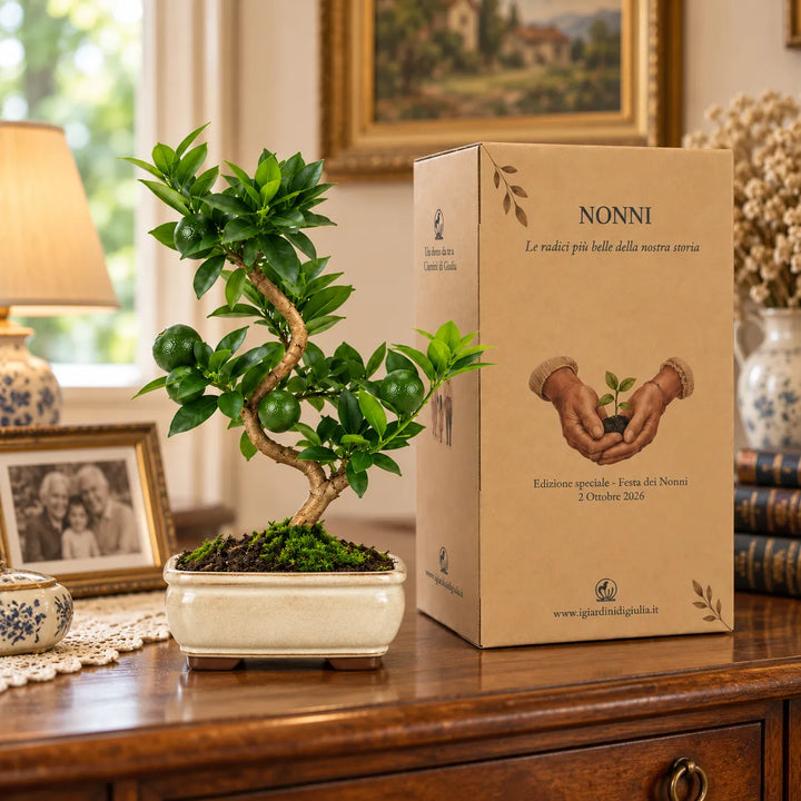 Bonsai Citrus Myrtifolia Chinotto di 7 anni con frutti e scatola regalo dedicata alla Festa dei Nonni