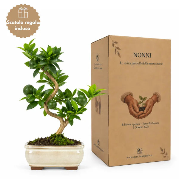 Bonsai de 7 anys Citrus myrtifolia (chinotto) - Col·lecció Premium