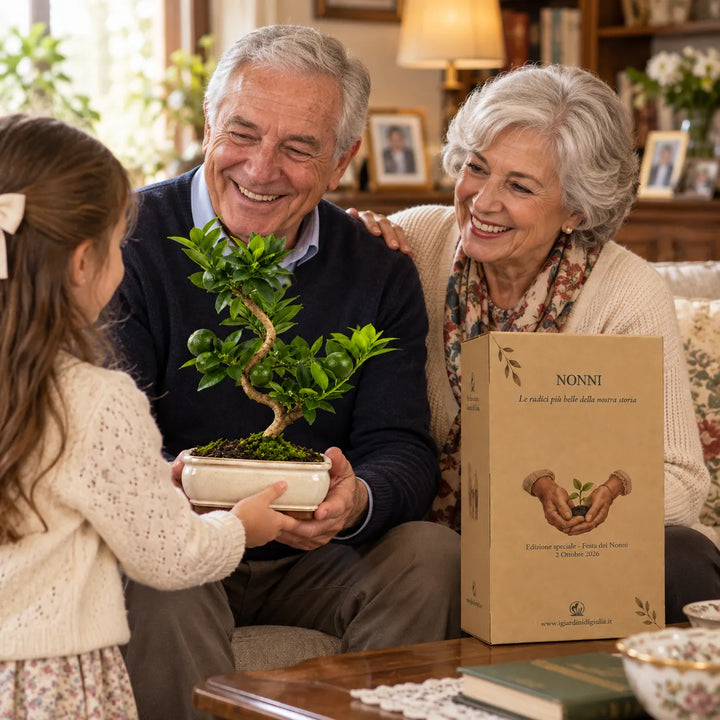 Bambina che regala ai nonni un Bonsai Citrus Myrtifolia di 7 anni con confezione dedicata alla Festa dei Nonni