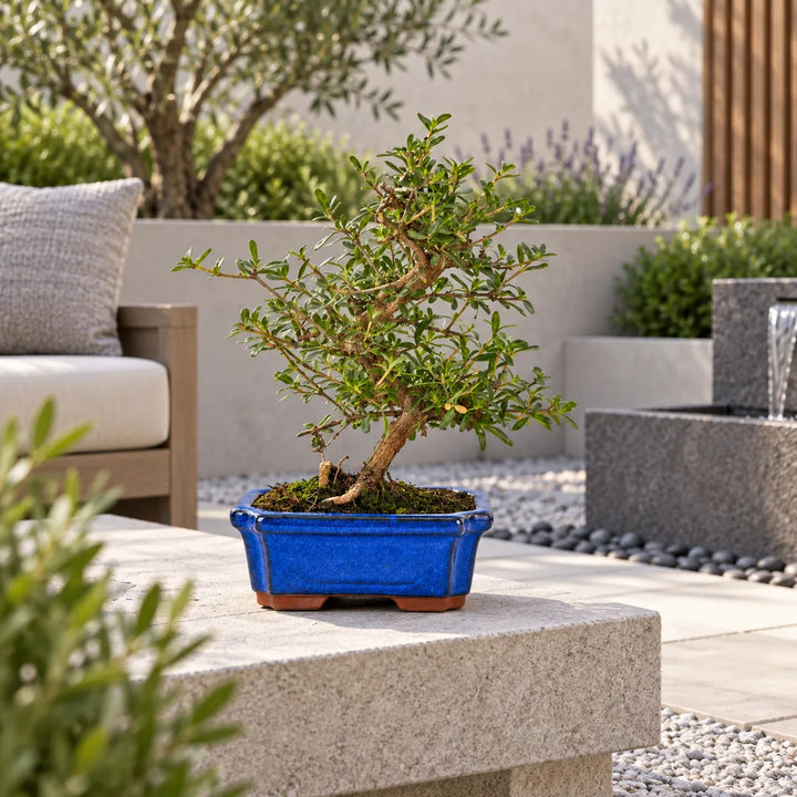 Bonsai Coprosma di 7 anni in vaso blu, ambientato in un elegante giardino moderno con vegetazione mediterranea
