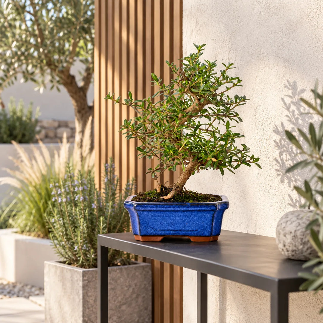 Bonsai Coprosma di 7 anni in vaso bonsai blu, posizionato su consolle in una terrazza moderna con piante mediterranee