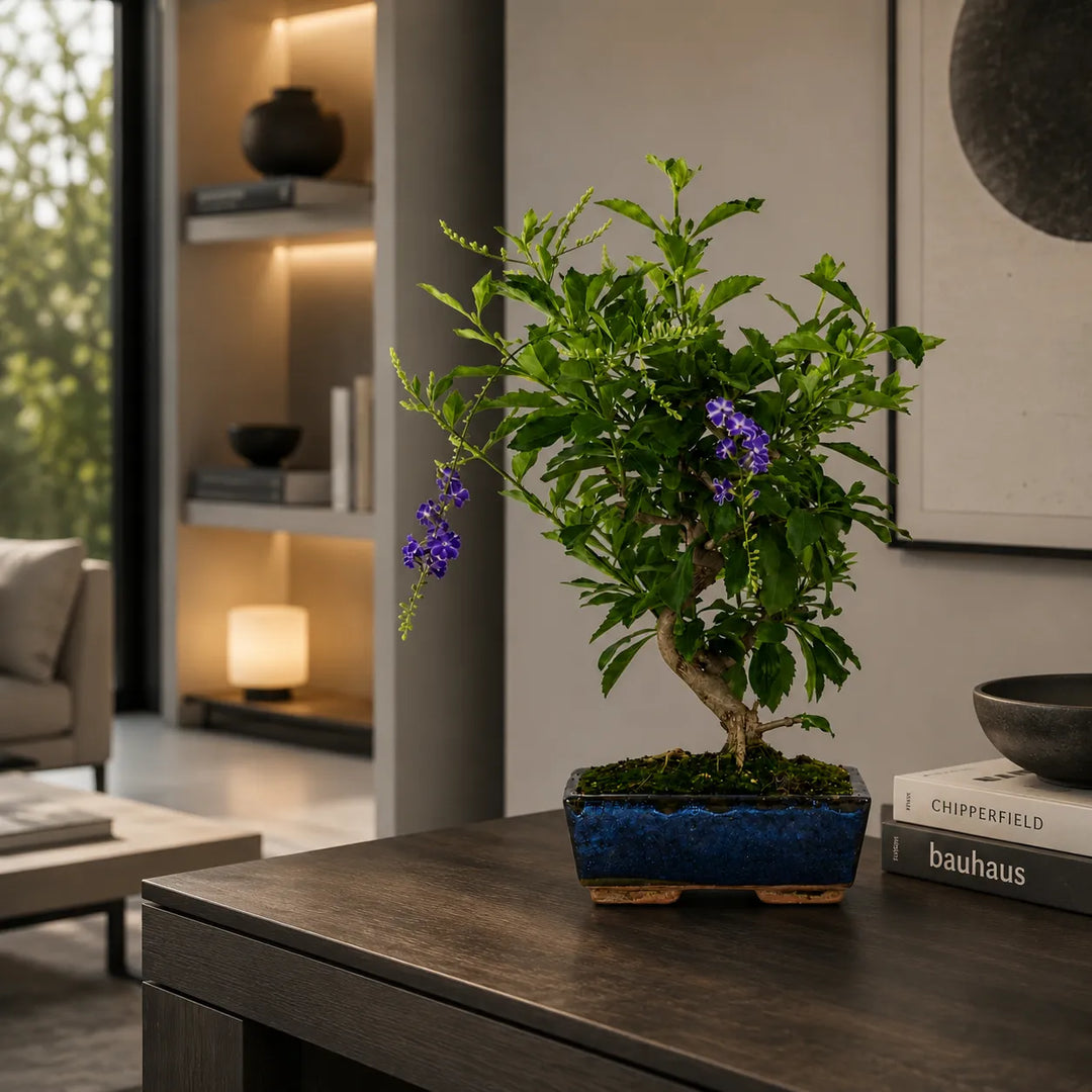 Bonsai Duranta con chioma verde compatta e fiori viola decorativi su mobile scuro in soggiorno moderno dal design minimal.