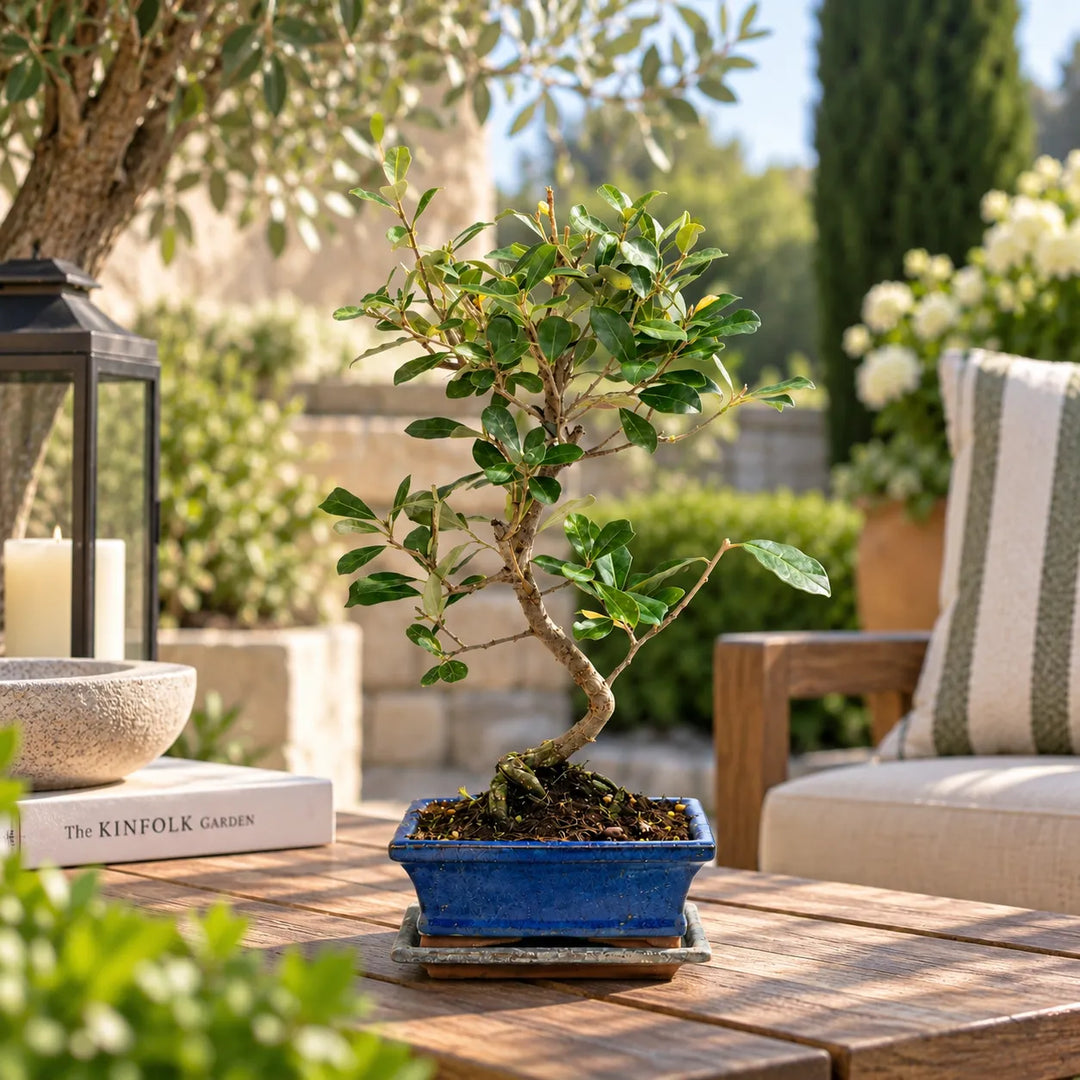 Bonsai Elaeagnus pungens di 7 anni in vaso blu, ambientato su tavolo in legno in un luminoso giardino mediterraneo