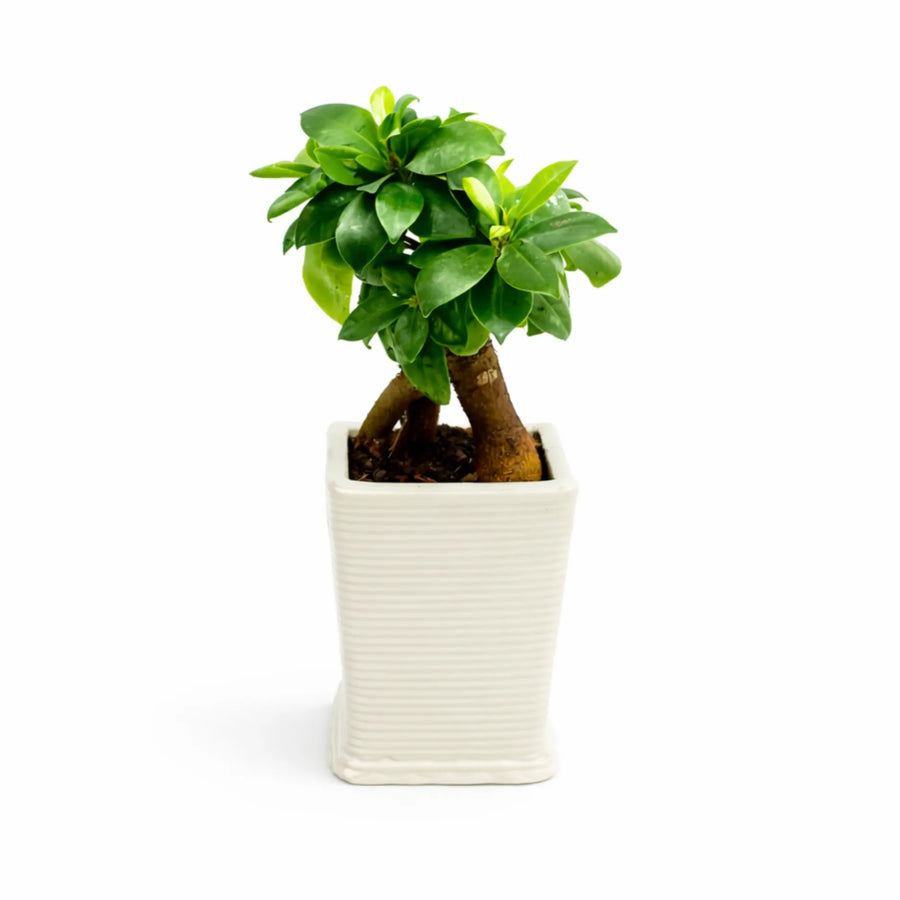 Bonsai Ficus Ginseng in vaso artigianale - vista frontale completa