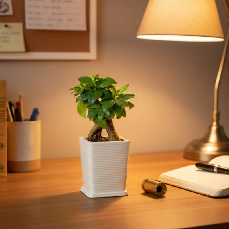 Bonsai Ficus Ginseng - dettaglio del tronco e delle radici aeree