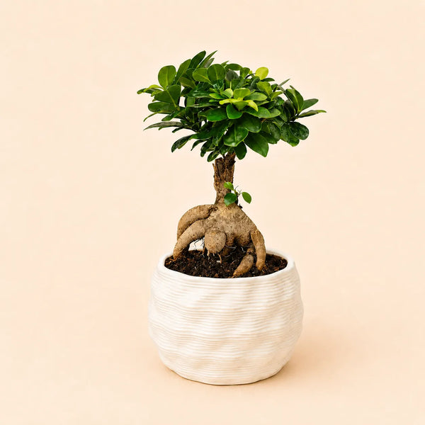 Bonsai ficus ginseng in vaso artigianale Athena L in argilla