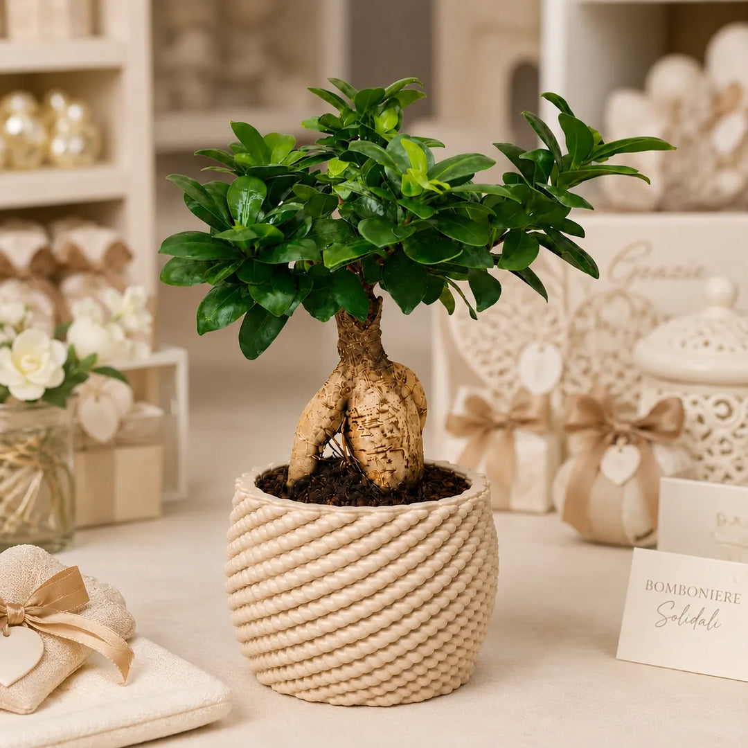 Ficus Ginseng in vaso di ceramica artigianale Carina esposto tra bomboniere solidali e confezioni regalo, ideale come ricordo originale per eventi e cerimonie.