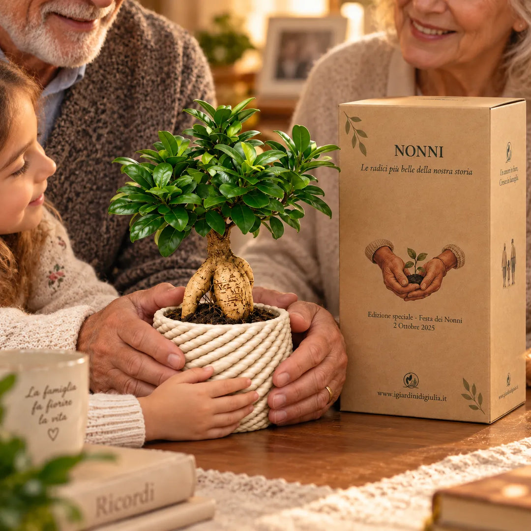 Bonsai Ficus Ginseng Carina D.14 cm in argilla insieme ai nonni e alla nipote, idea regalo per la Festa dei Nonni