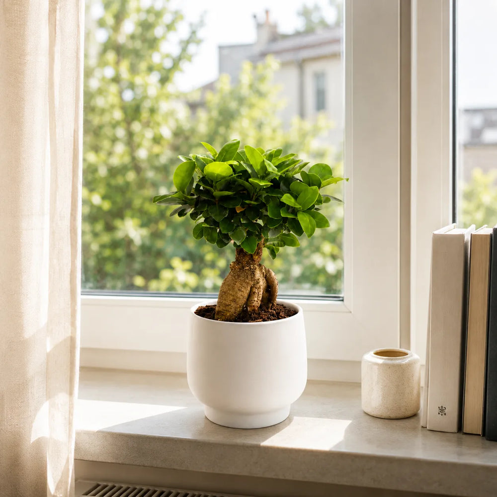 Ficus Ginseng bonsai con chioma verde compatta in vaso Sweet bianco su davanzale illuminato dal sole.