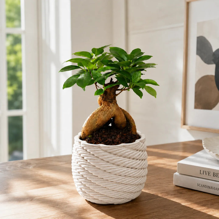 Elegante Bonsai Ficus Ginseng con fogliame verde lucido e tronco ornamentale in vaso artigianale Carina, esposto su tavolo in legno in ambiente luminoso.