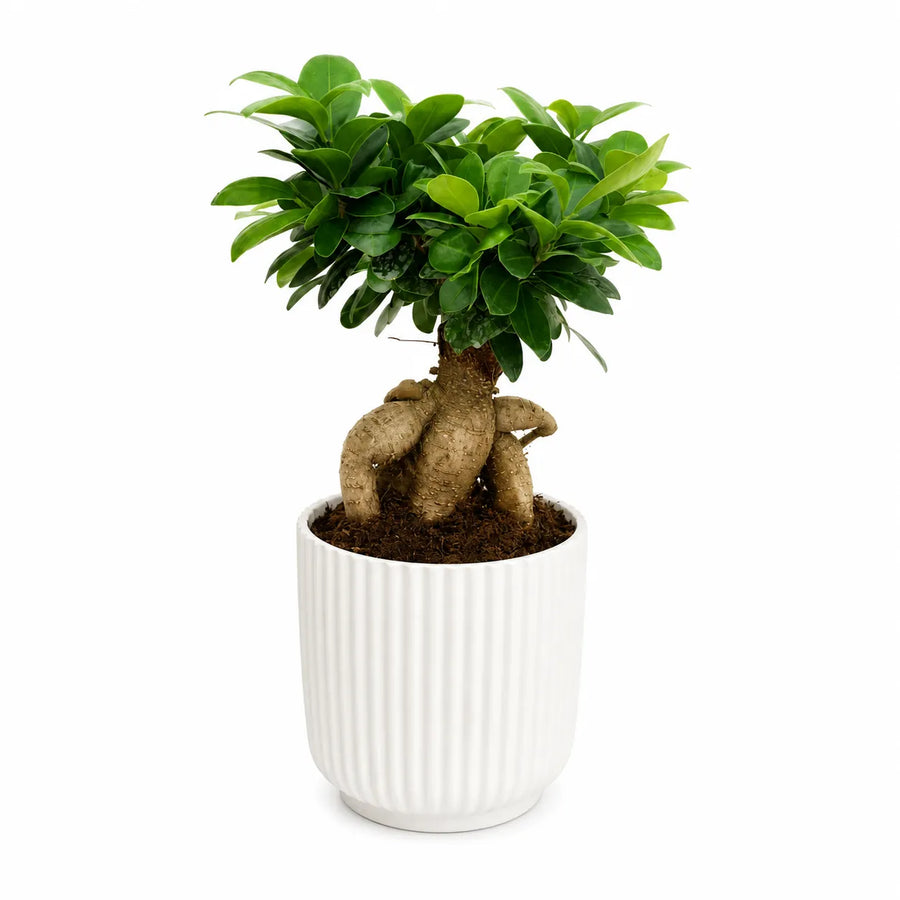 Pianta bonsai Ficus Ginseng con foglie verdi lucide in vaso Pitti bianco su sfondo neutro minimal.