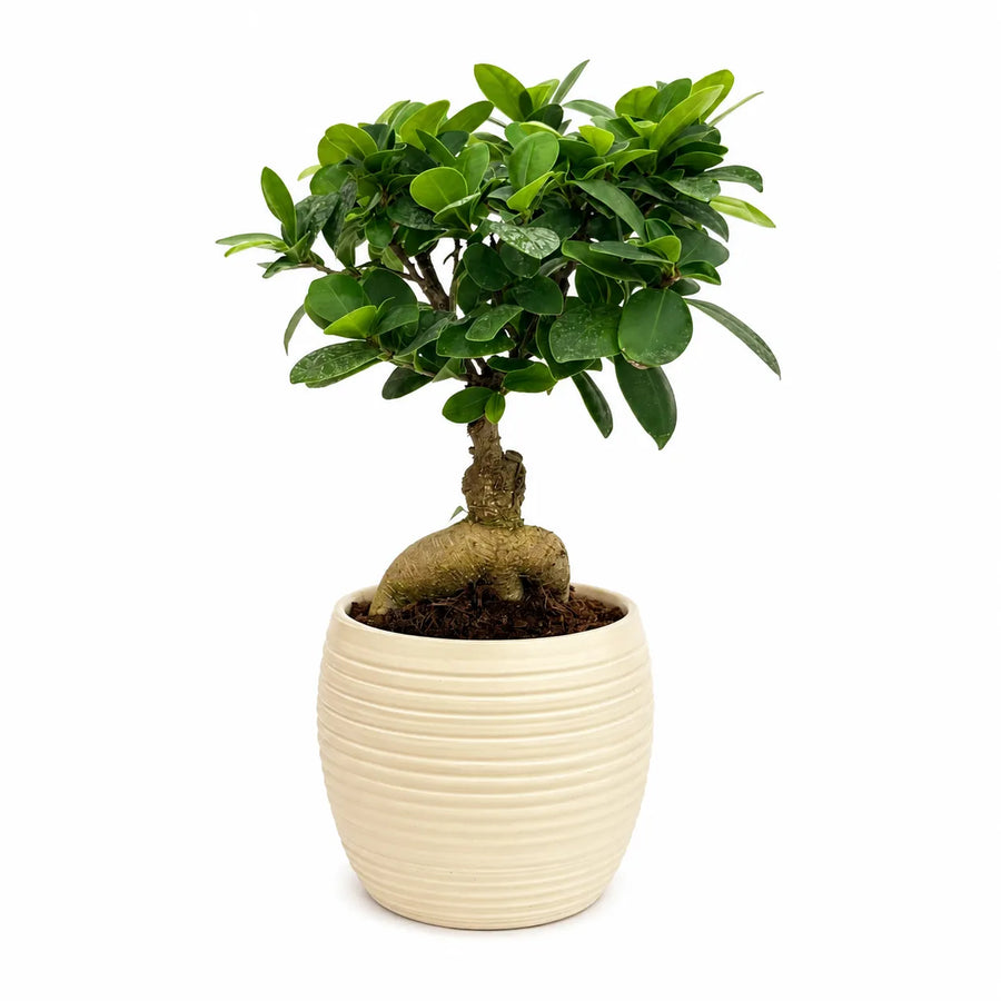 Pianta bonsai Ficus Ginseng ornamentale in vaso Sally beige su sfondo chiaro minimal per interni moderni.