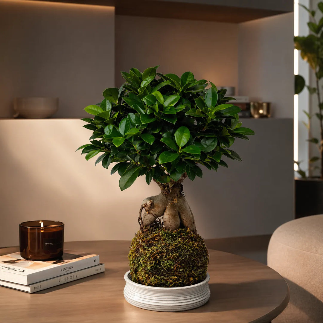 bonsai ficus ginseng su tavolo con candela e libri in ambiente moderno
