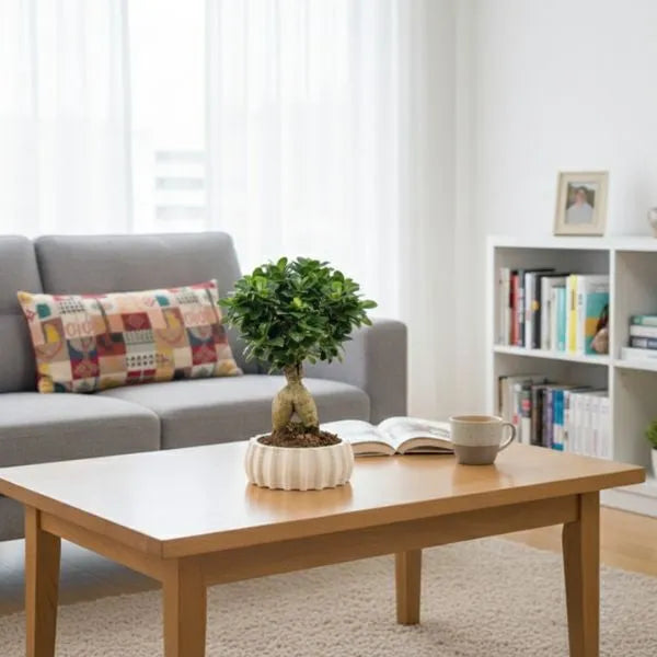 Bonsai Ficus Ginseng - pianta in vaso ovale su tavolino in un ambiente interno moderno e luminoso