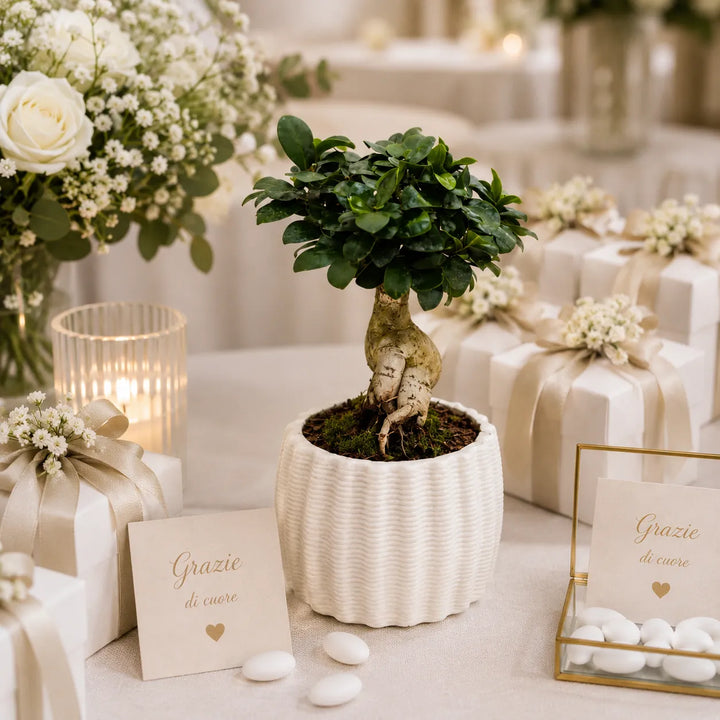 Bonsai Ficus Ginseng in vaso di ceramica artigianale Dioniso utilizzato come decorazione elegante per tavoli matrimonio con bomboniere e fiori bianchi.