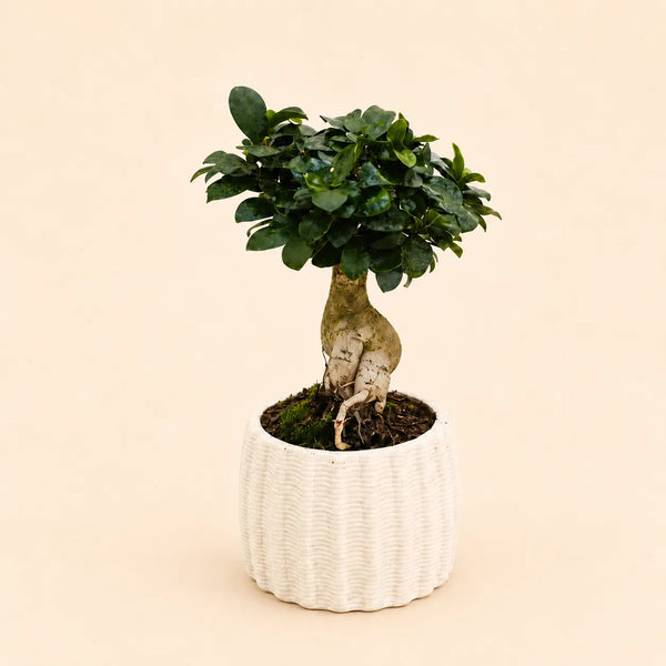 Bonsai ficus ginseng in vaso di ceramica artigianale Dioniso D.13
