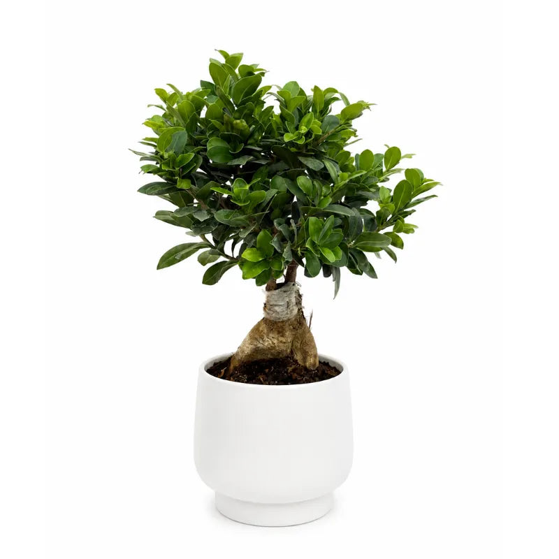 Ficus Ginseng bonsai con tronco decorativo e chioma verde in vaso Sweet su sfondo neutro.