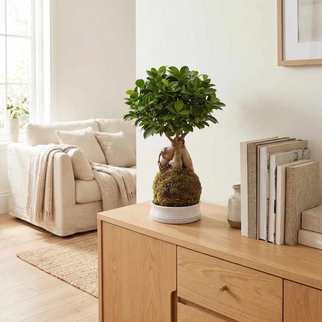 bonsai ficus ginseng decorativo su mobile in legno in soggiorno luminoso