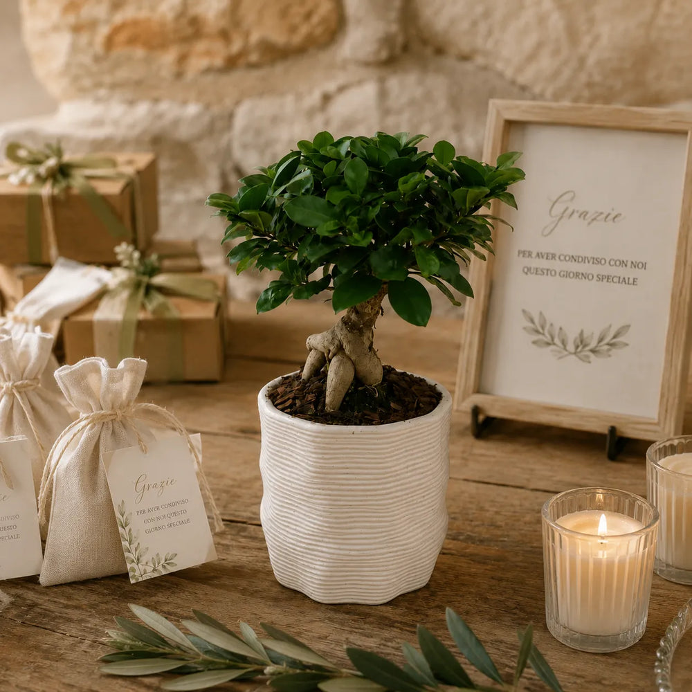 Bonsai Ficus Ginseng in vaso bianco Ermes D.11 utilizzato come bomboniera green per matrimonio con confezioni regalo, candele e dettagli botanici decorativi.