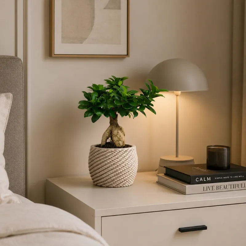 Bonsai Ficus Ginseng in vaso di ceramica artigianale Carina utilizzato come elemento decorativo su comodino in una camera da letto dallo stile contemporaneo.
