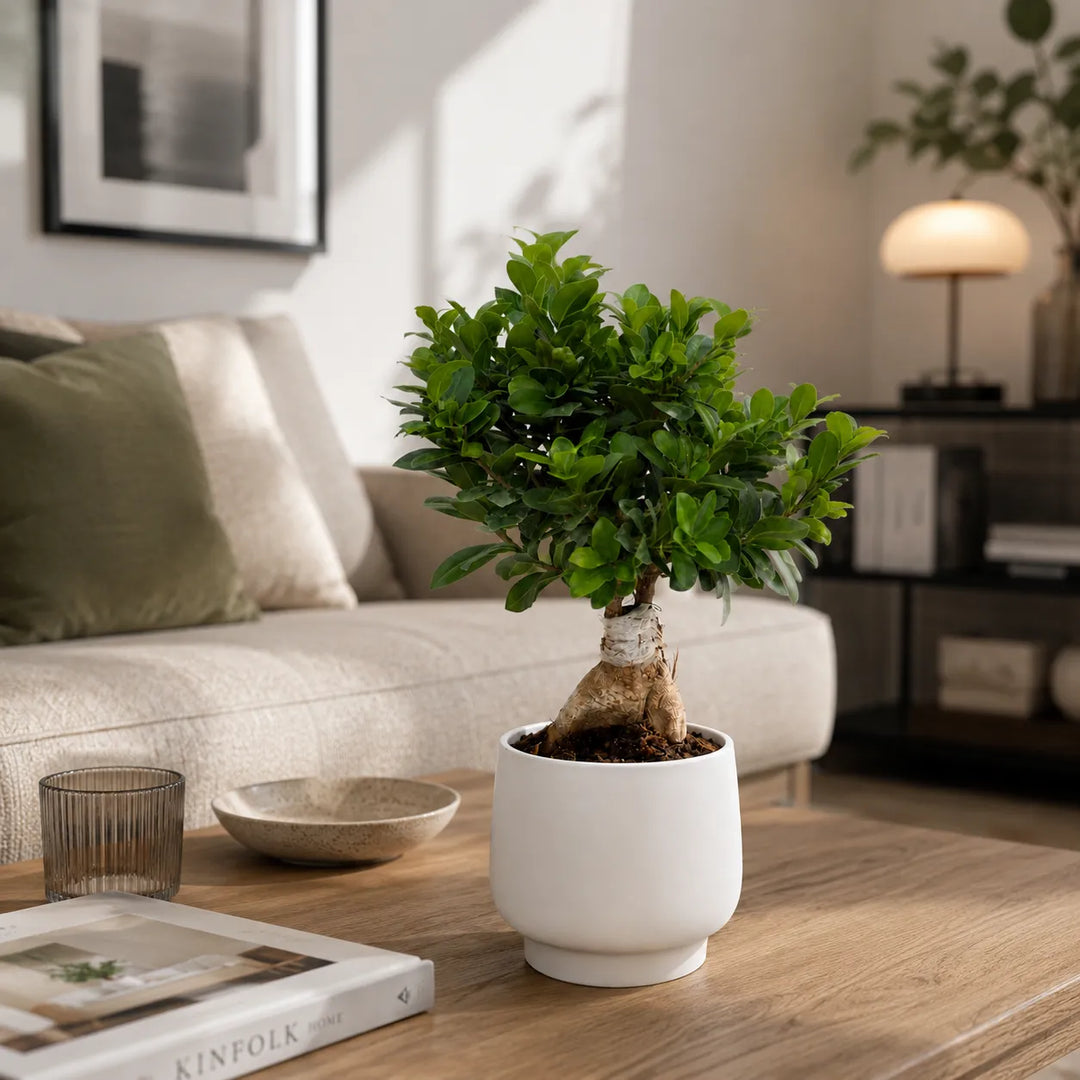 Pianta bonsai Ficus Ginseng in vaso bianco Sweet appoggiata su tavolino in soggiorno moderno.